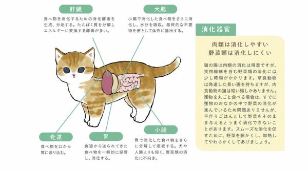 猫の体のイラスト