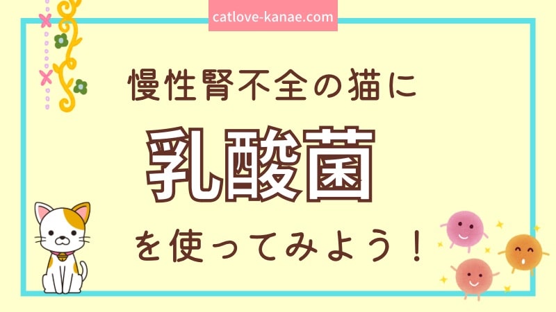 慢性腎不全の猫に乳酸菌を使ってみよう！